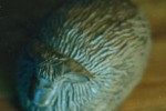 sheep-sleeping